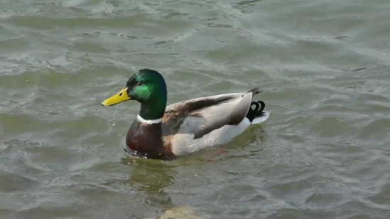  Commercial Stock Footage, Drake, Duck, Waterfowl, Bird, Wildlife