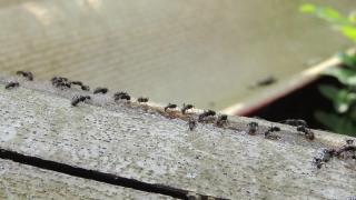  Hawaii Stock Footage, Ant, Insect, Arthropod, Texture, Old