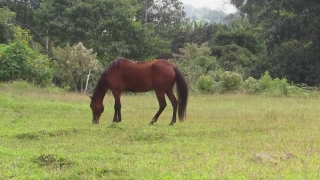  Hd Video Stock Footage, Horse, Horses, Farm, Grass, Pasture