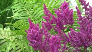 Photo Stock Video, Herb, Vascular Plant, Plant, Flower, Garden