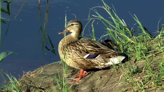  Short Video Footage, Drake, Duck, Waterfowl, Bird, Wildlife