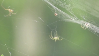  Steam Stock Video, Spider Web, Spider, Web, Arachnid, Trap
