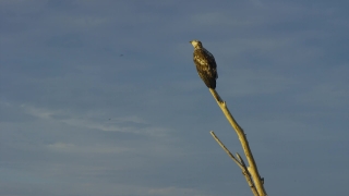  Stock Footage, Falcon, Hawk, Bird, Kite, Bird Of Prey