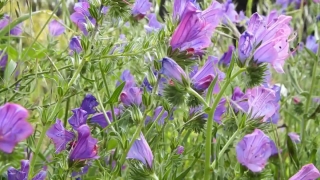  Stock Footage, Herb, Vascular Plant, Plant, Flower, Flowers