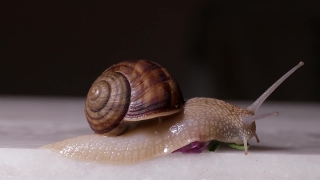 Stock Footage, Snail, Gastropod, Mollusk, Invertebrate, Animal