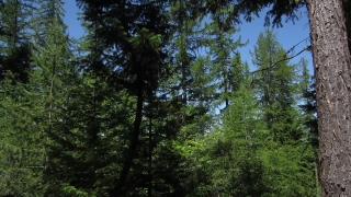  Stock Footage, Tree, Fir, Forest, Pine, Trees