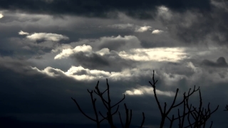  Video Background, Sky, Atmosphere, Tree, Clouds, Sun