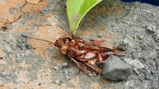  Video Footage Online, Cockroach, Insect, Arthropod, Cicada, Invertebrate
