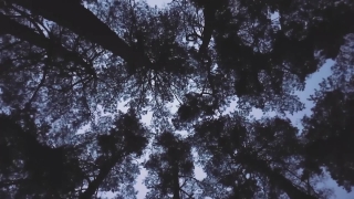 1080p Stock Video, Tree, Woody Plant, Forest, Branch, Trees