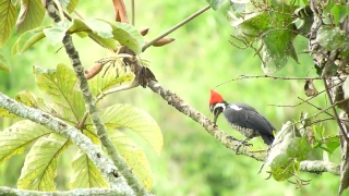 3d Moving Backgrounds, Woodpecker, Bird, Tree, Vertebrate, Wildlife