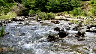 3d Video Animation, Forest, River, Land, Stream, Water