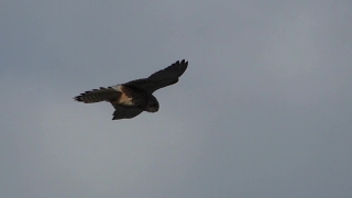 4k Nature Video Download, Kite, Hawk, Bird, Flying, Falcon