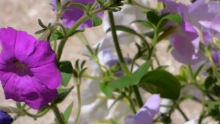 4k Stock Video Download, Herb, Vascular Plant, Plant, Periwinkle, Flower