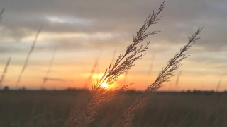 4k Video Footage Download, Sky, Wheat, Atmosphere, Landscape, Field