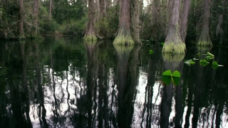 4k Video Footage Download, Swamp, Wetland, Land, Forest, Tree