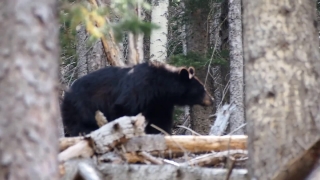 8k Stock Video, Bear, Mammal, Sloth Bear, Wildlife, Wild