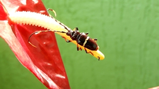 Animated Video Backgrounds Download, Earwig, Insect, Arthropod, Invertebrate, Animal