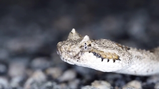 Animation Stock Footage, Sidewinder, Rattlesnake, Viper, Snake, Horned Viper