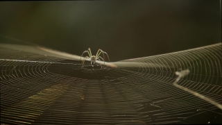 Animation Video Clip, Spider Web, Web, Insect, Spider, Arthropod