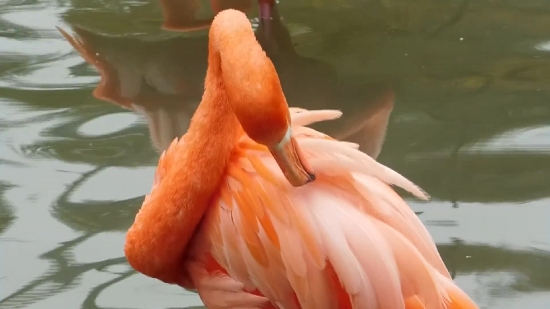 Animation Video Clips, Flamingo, Wading Bird, Aquatic Bird, Bird, Pink