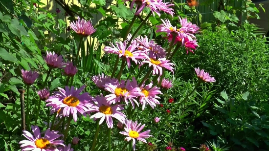 Animations For Videos, Daisy, Flower, Plant, Aster, Blossom