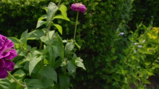 Animations Video Clips, Plant, Herb, Vascular Plant, Flower, Garden
