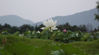 Aquatic, Flower, Plant, Petal, Blossom, Lotus
