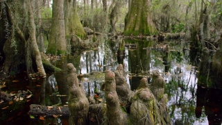 Architecture Stock Video, Swamp, Wetland, Land, Tree, Forest