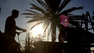 Artgrid Stock Video, Coconut, Palm, Sky, Tree, Holiday