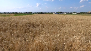 Artificial Intelligence Stock Video, Wheat, Cereal, Field, Rural, Agriculture