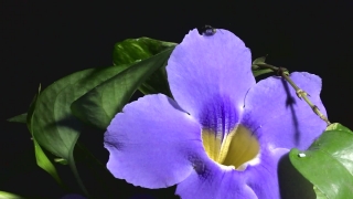 B Roll Footage, Vascular Plant, Herb, Plant, Flower, Viola