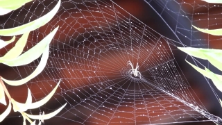 B Roll No Copyright, Spider Web, Cobweb, Web, Spider, Trap