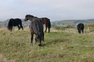 Background Animation, Horse, Ranch, Farm, Grass, Horses