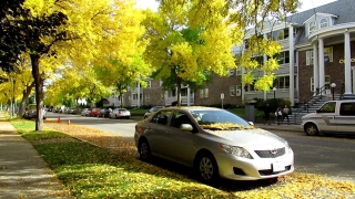 Background Animations, Car, Motor Vehicle, Tree, Coupe, Autumn
