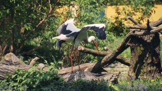 Background Clips, White Stork, Stork, Wading Bird, Bird, Aquatic Bird