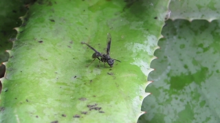 Background Footage, Insect, Beetle, Long-horned Beetle, Arthropod, Invertebrate