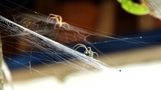Background Loops, Spider Web, Fly, Web, Cobweb, Light