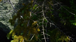 Background Stock Video, Tree, Plant, Cactus, Woody Plant, Spider Web