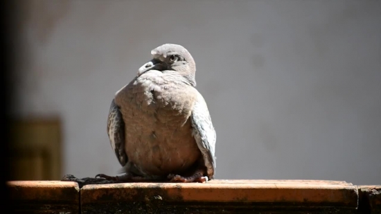 Background Video Clips, Dove, Bird, Beak, Wildlife, Feathers