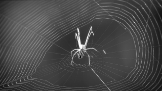 Background Video Music, Spider Web, Web, Spider, Cobweb, Arachnid
