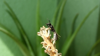 Background Video Without Copyright, Insect, Plant, Grass, Arthropod, Garden