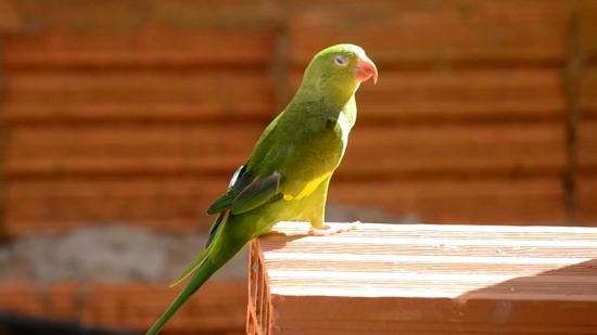 Backgrounds For Video, Bird, Parrot, Beak, Wildlife, Feather