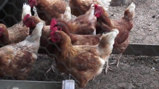 Beach Party Stock Footage, Hen, Bird, Animal, Farm, Poultry