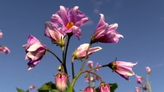 Beach Stock Footage, Flower, Shrub, Pink, Petal, Plant