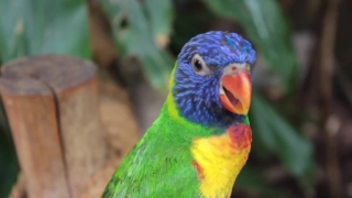 Beautiful Background Video, Bird, Parrot, Beak, Wildlife, Feather