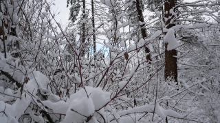 Best No Copyright Video Clips, Snow, Weather, Winter, Forest, Cold