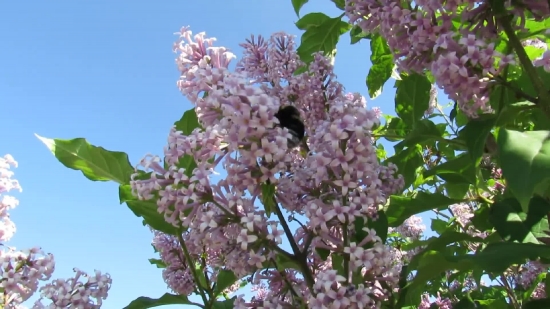 Best No Copyright Video For Youtube, Lilac, Flower, Plant, Tree, Spring