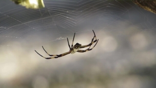 Best Stock Video, Spider, Arachnid, Black And Gold Garden Spider, Arthropod, Garden Spider