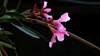 Best Stock Videos, Oleander, Poisonous Plant, Plant, Organism, Flower