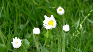 Best Stock Videos Site, Herb, Plant, Flower, Vascular Plant, Daisy